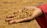 Grain produced using climate-smart agriculture techniques, as part of a Zurich Foundation programme in Rangpur, Bangladesh.