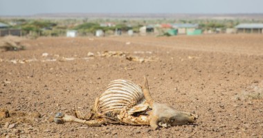 Dry land covered in dead livestock. Livestock resilience has been worn down over four successive droughts. Photo: Gavin Douglas/Concern Worldwide